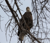2015 03 015 Eagles005